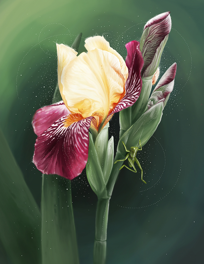Iris