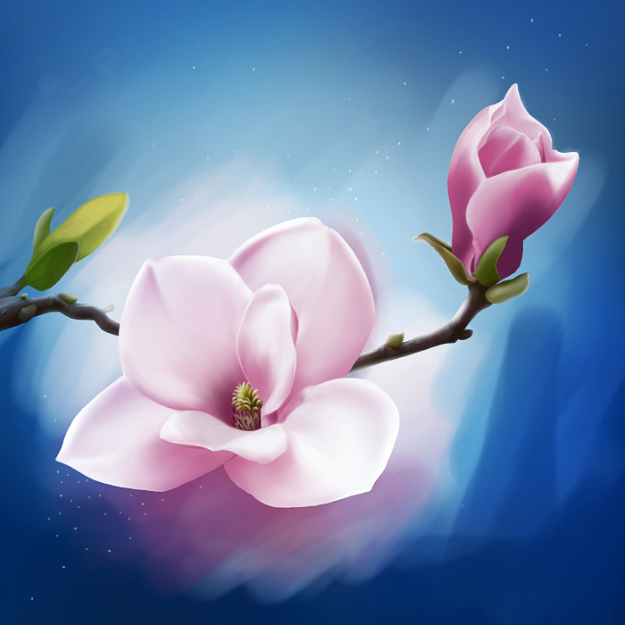 Magnolia